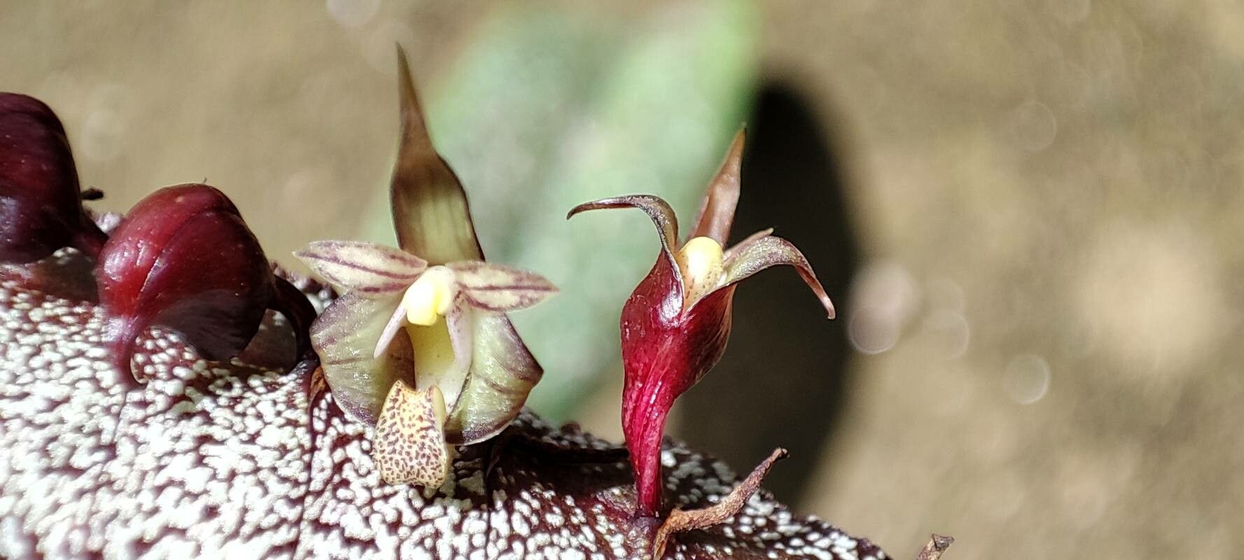 Bulbophyllum colubrinum flower