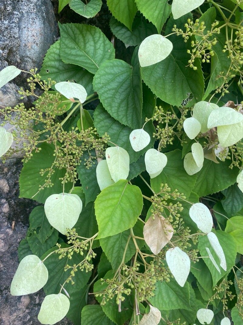 Hydrangea hydrangeoides leaf