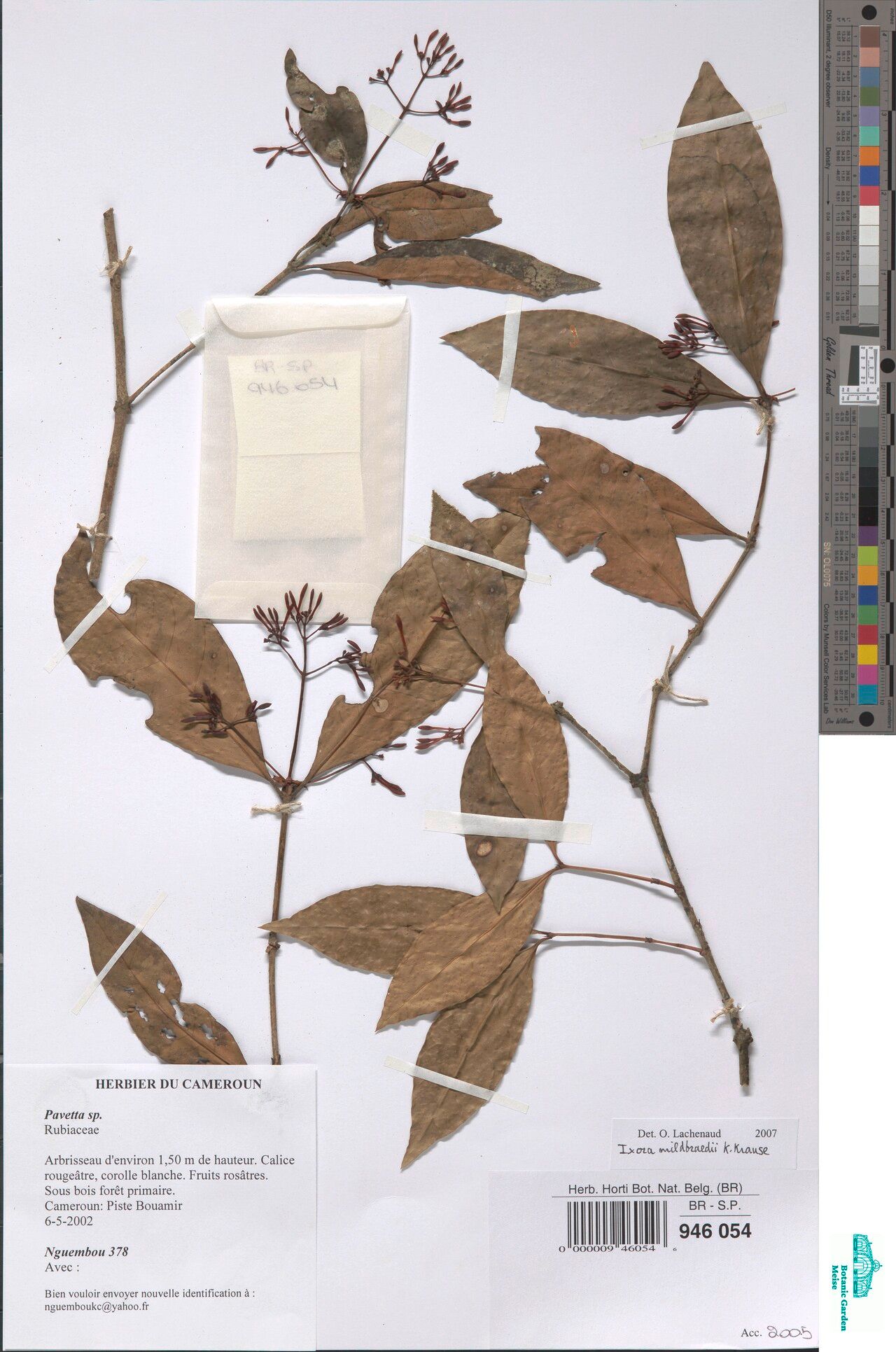 Ixora mildbraedii — search result for 'Ixora'