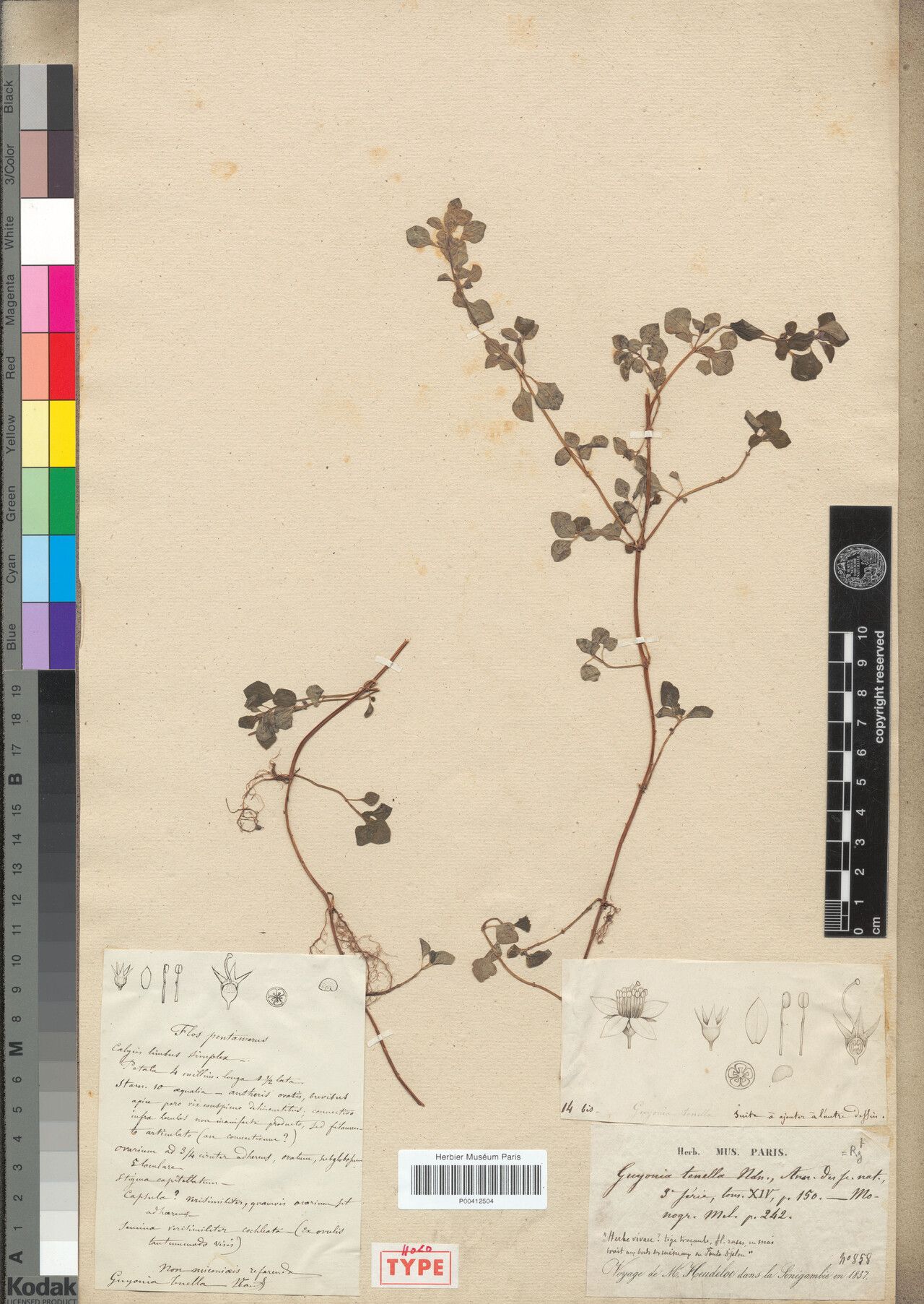 Guyonia tenella — houseplant care guide