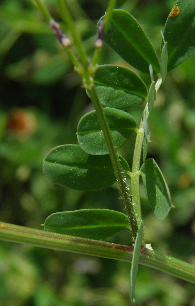 Coronilla cretica — related species from the same genus
