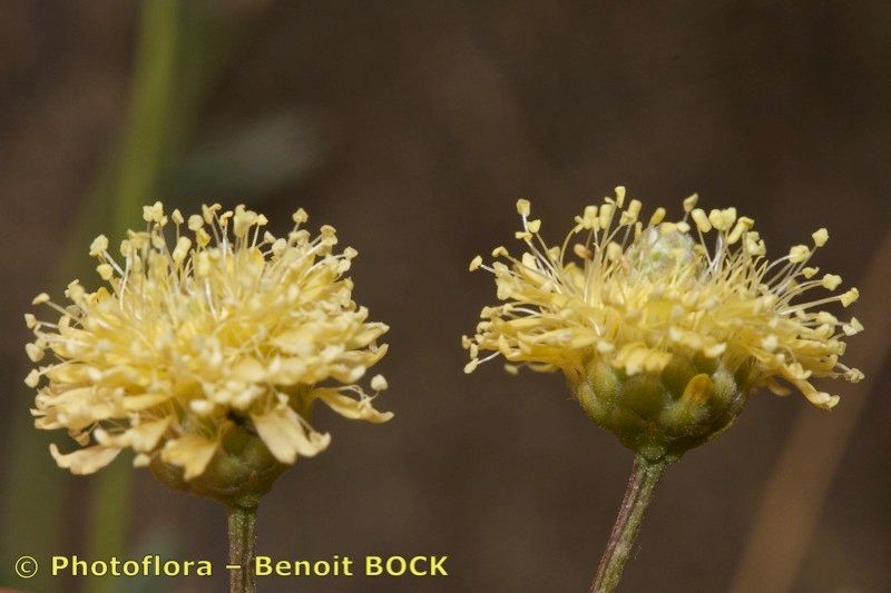 Globularia nainii — houseplant care guide