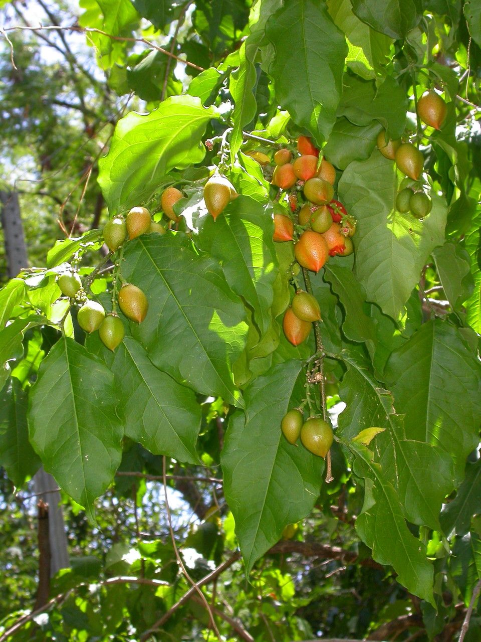 Bunchosia glandulifera habit