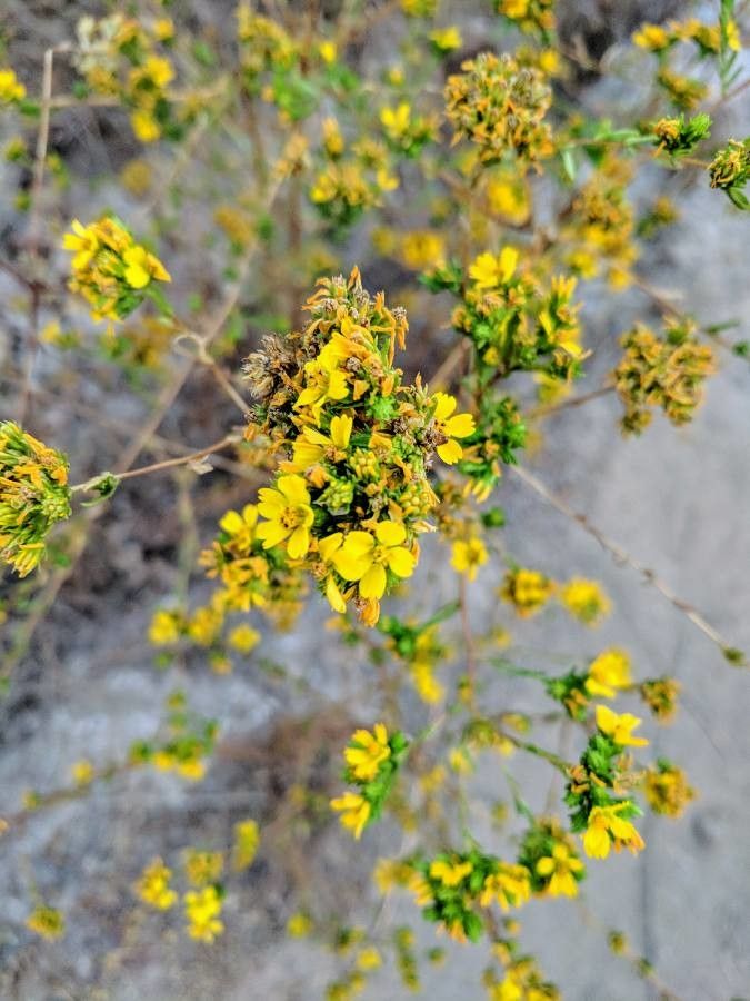 Hemizonia fasciculata flower