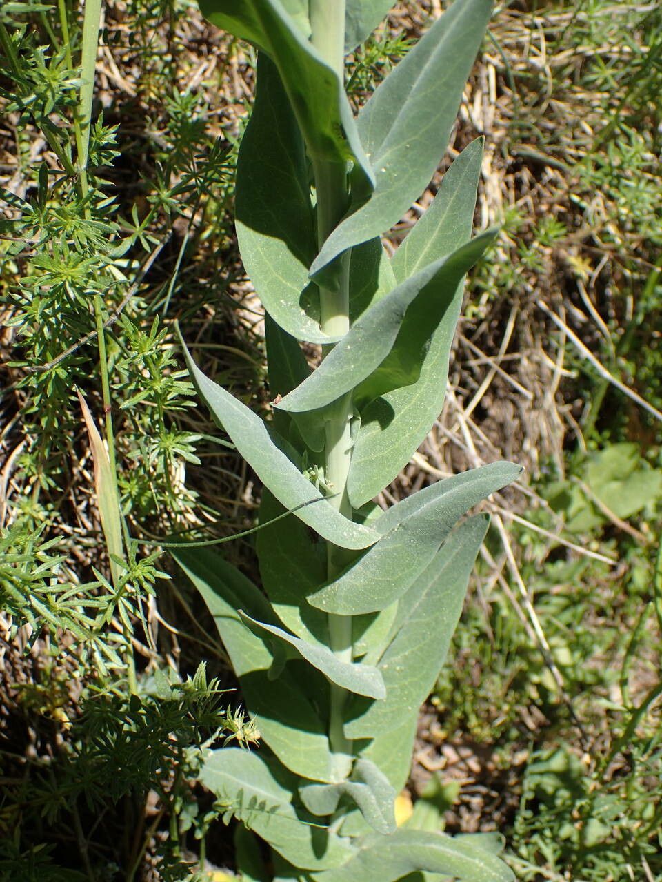 Turritis glabra — houseplant care guide