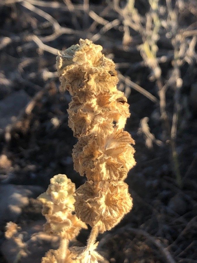 Ballota hirsuta flower