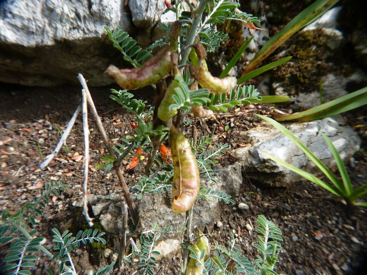 Sutherlandia frutescens fruit