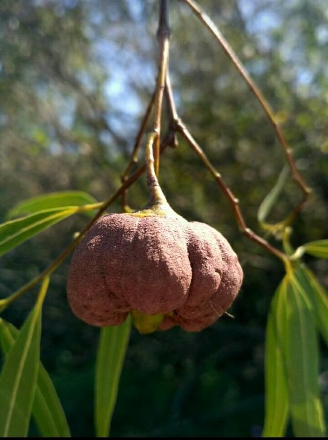Nectandra angustifolia fruit