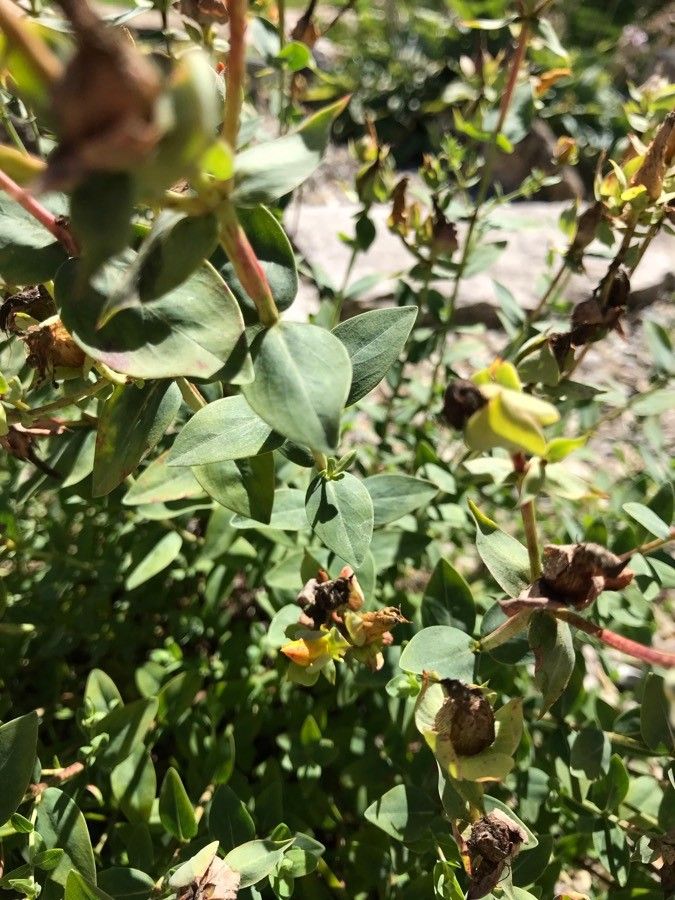 Hypericum polyphyllum — search result for 'Syria'
