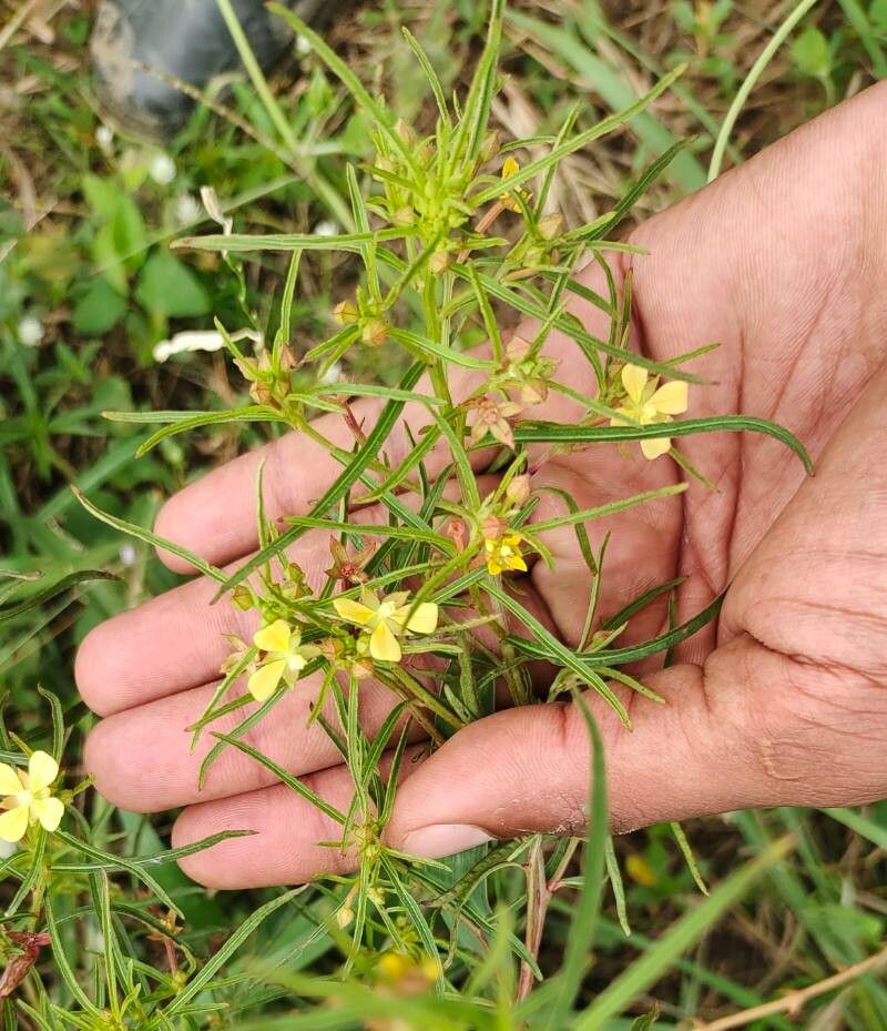 Ludwigia linearis flower