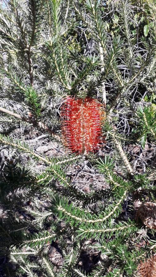 Grevillea excelsior flower
