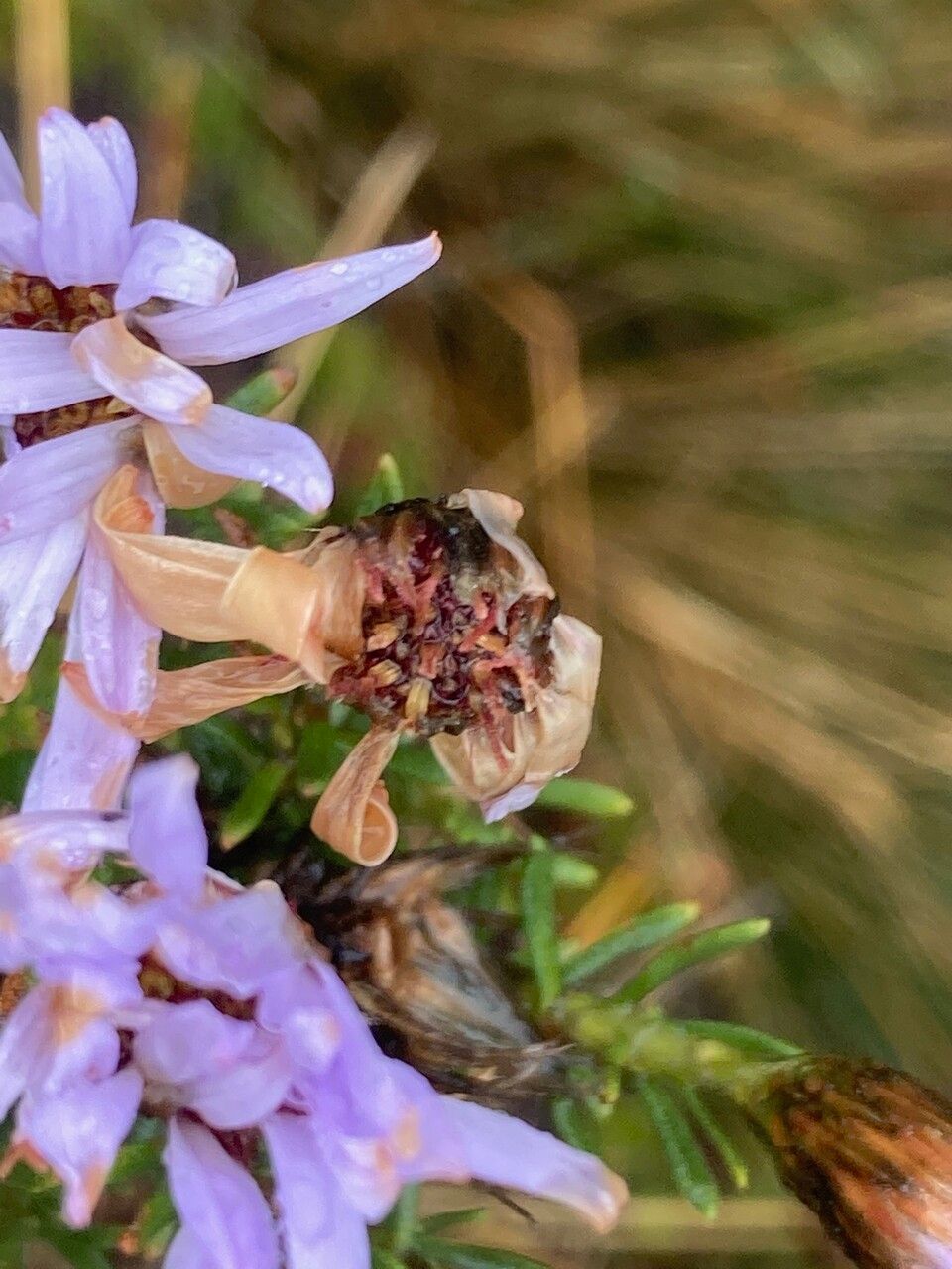 Diplostephium glandulosum flower