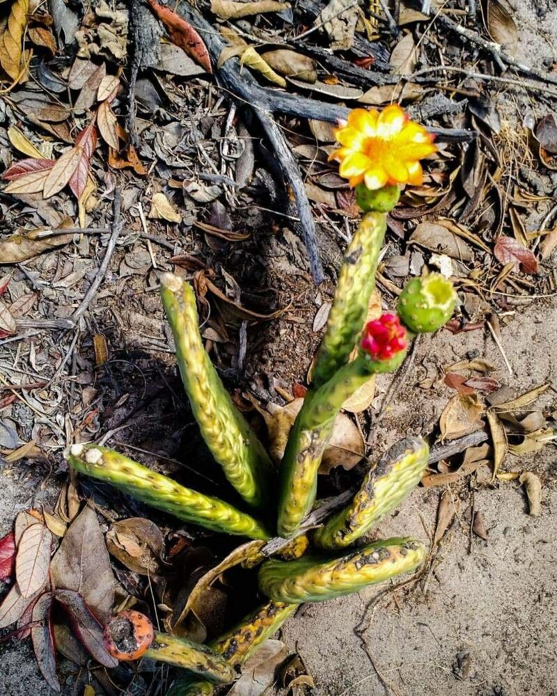 Tacinga inamoena flower