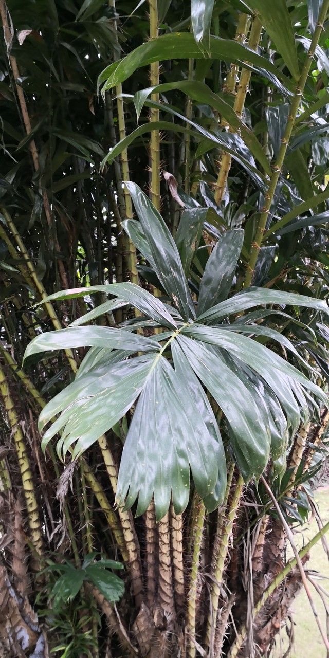 Salacca griffithii — related species from the same genus