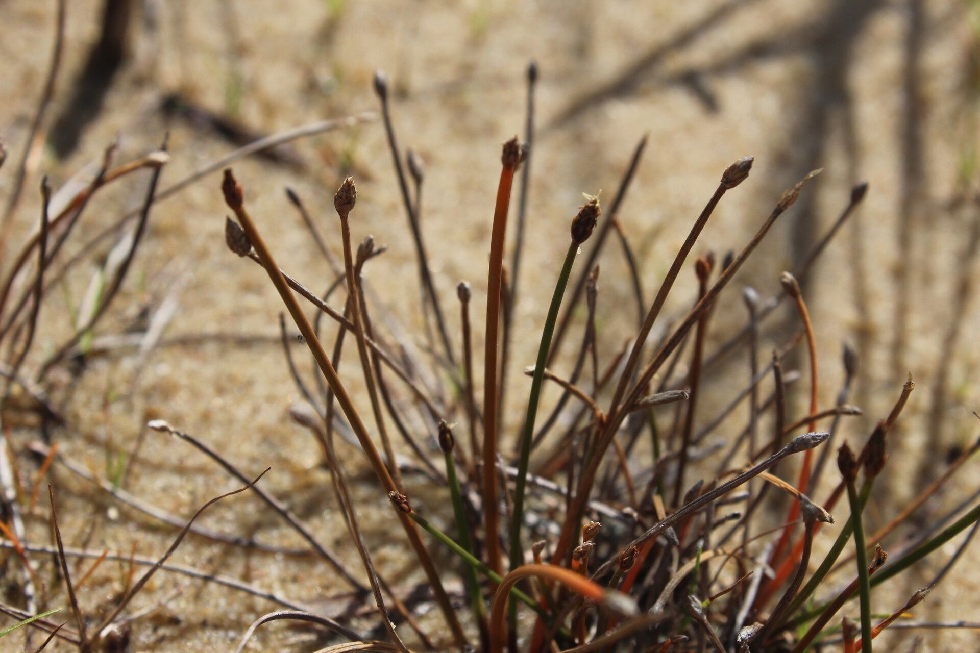 Eleocharis caduca — search result for 'Eleocharis'