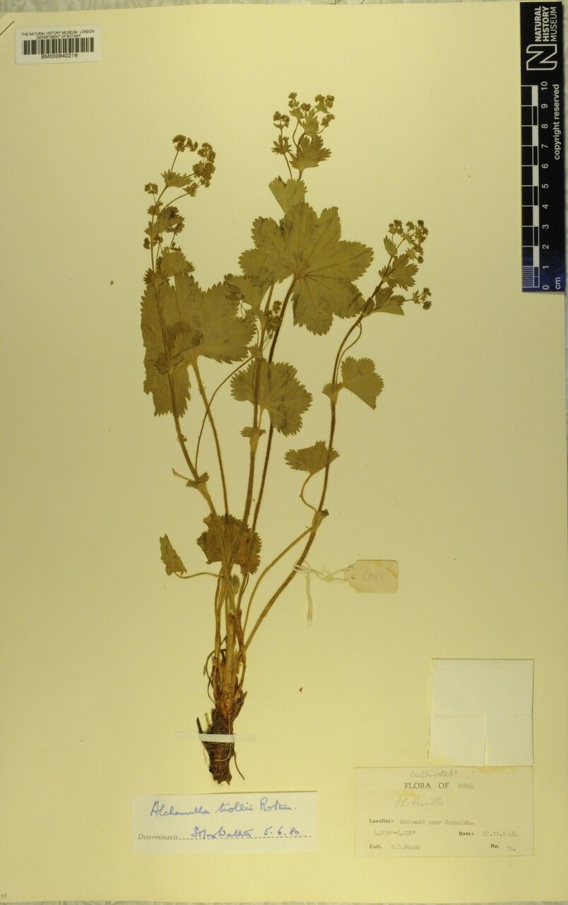 Alchemilla trollii — houseplant care guide