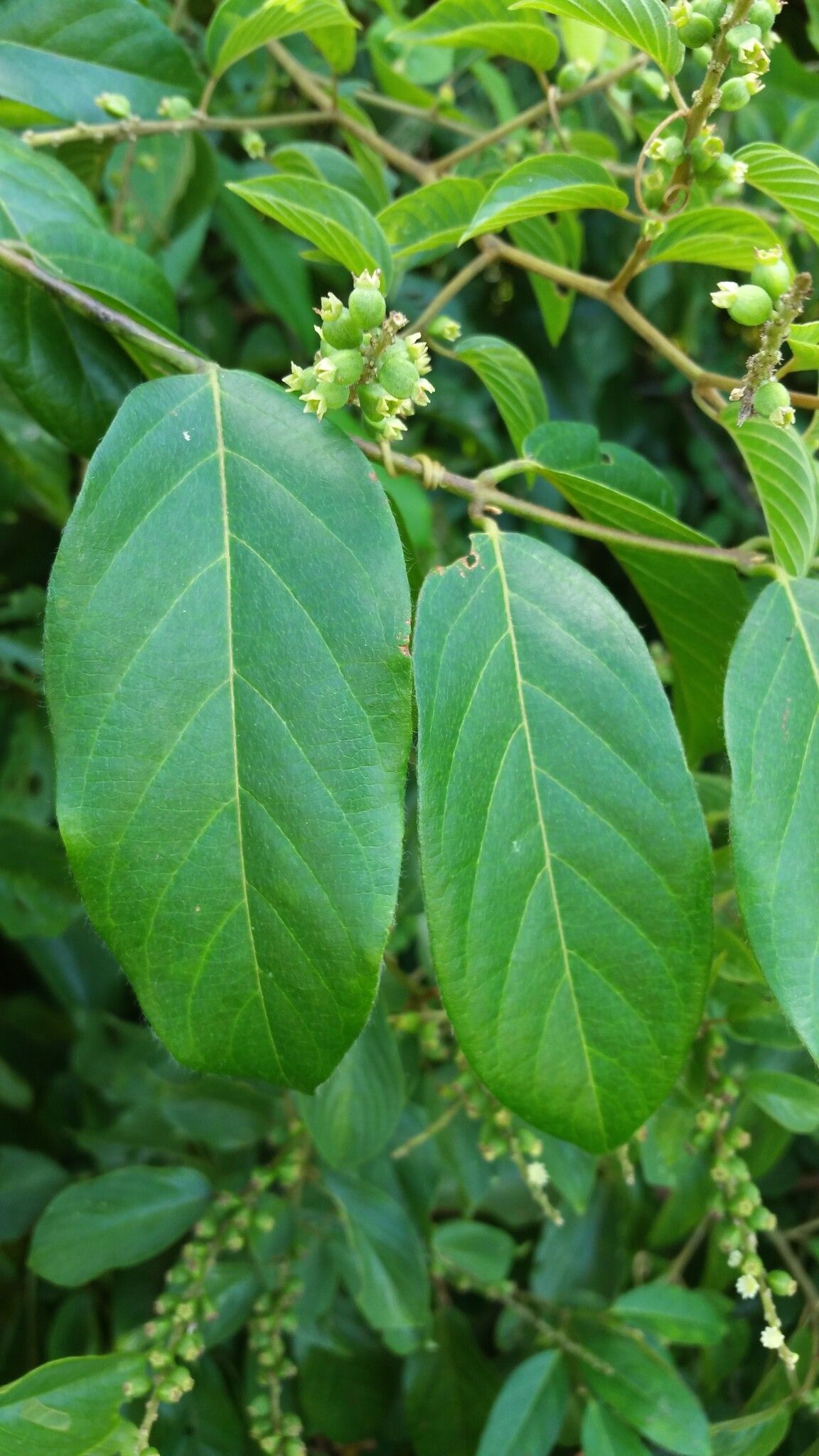 Gouania lineata — search result for 'Gouania'