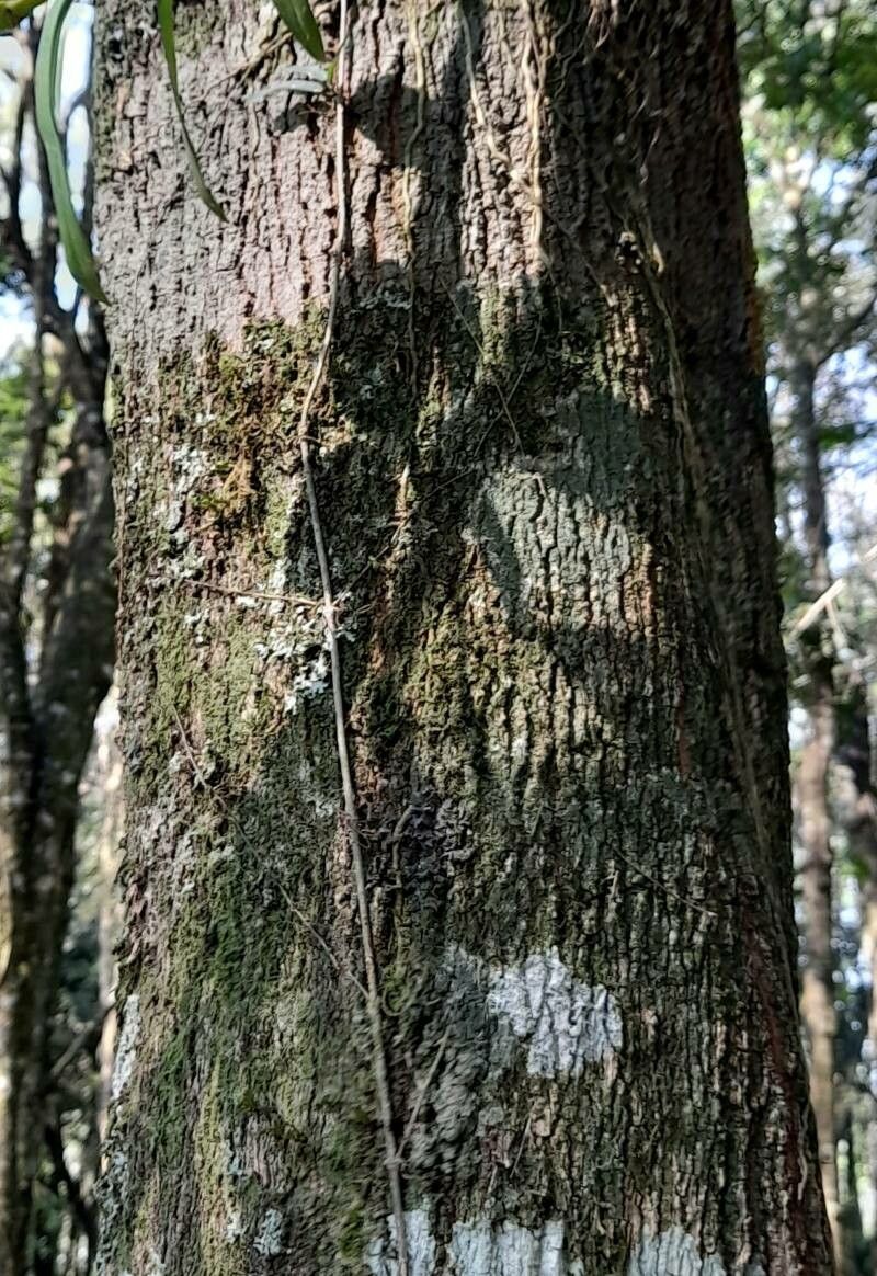 Matayba elaeagnoides bark