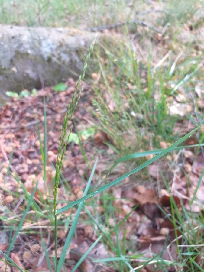 Poa nemoralis flower