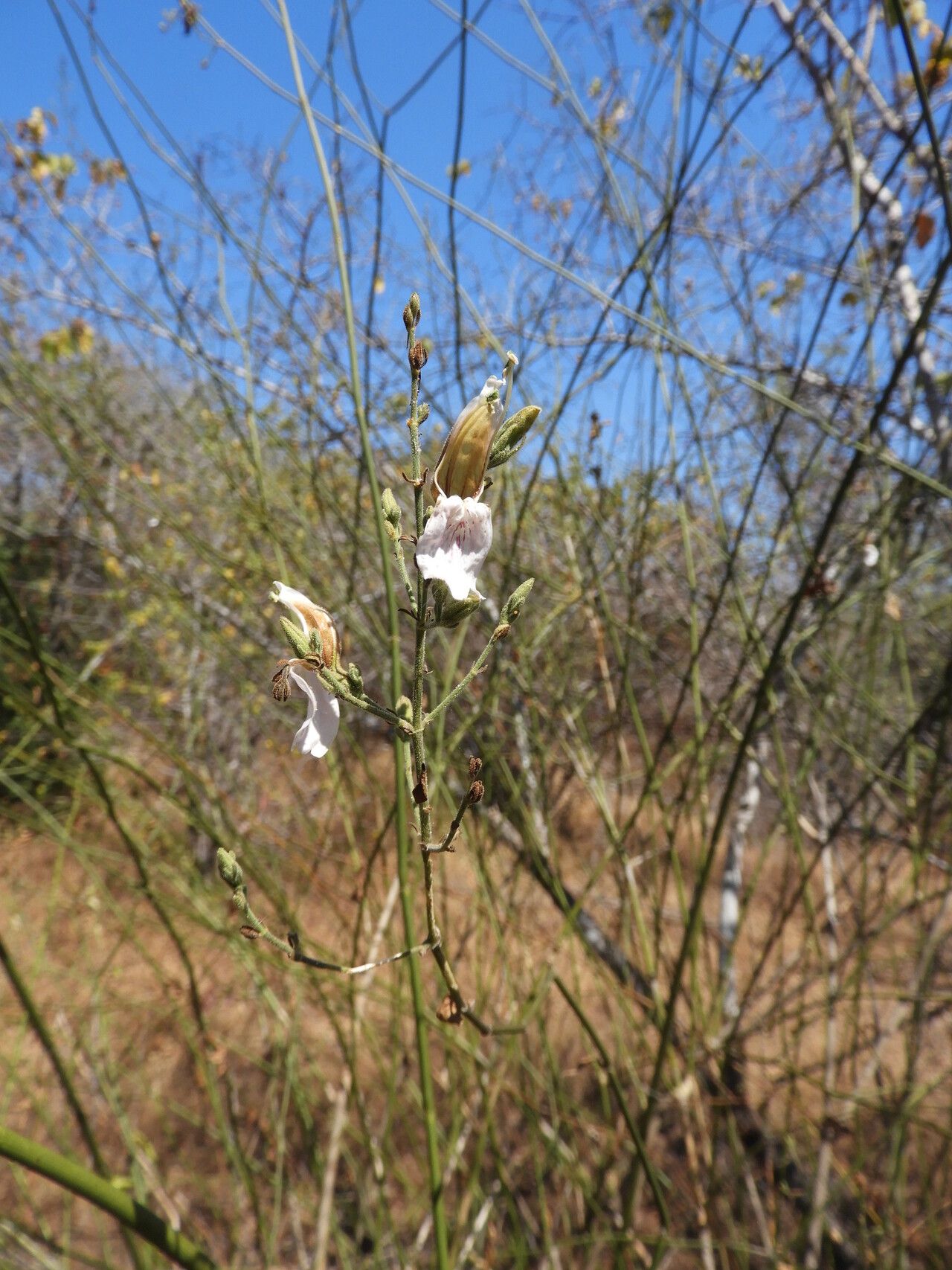 Justicia salvioides — houseplant care guide