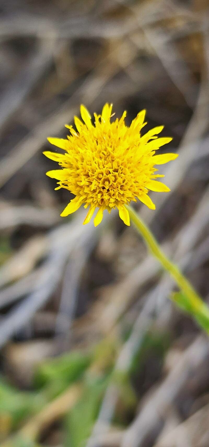 Pulicaria aucheri flower