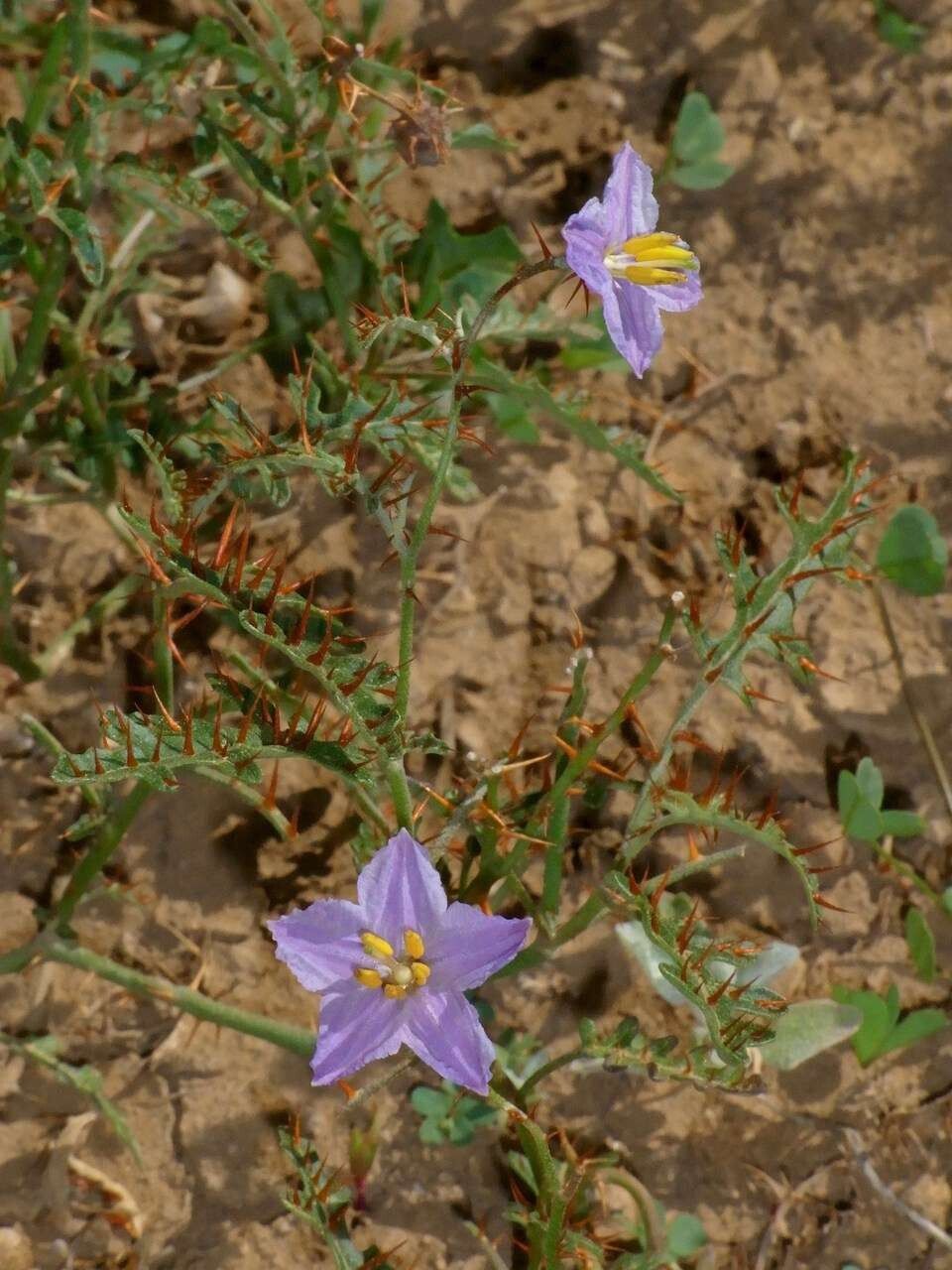Solanum lacunarium — houseplant care guide