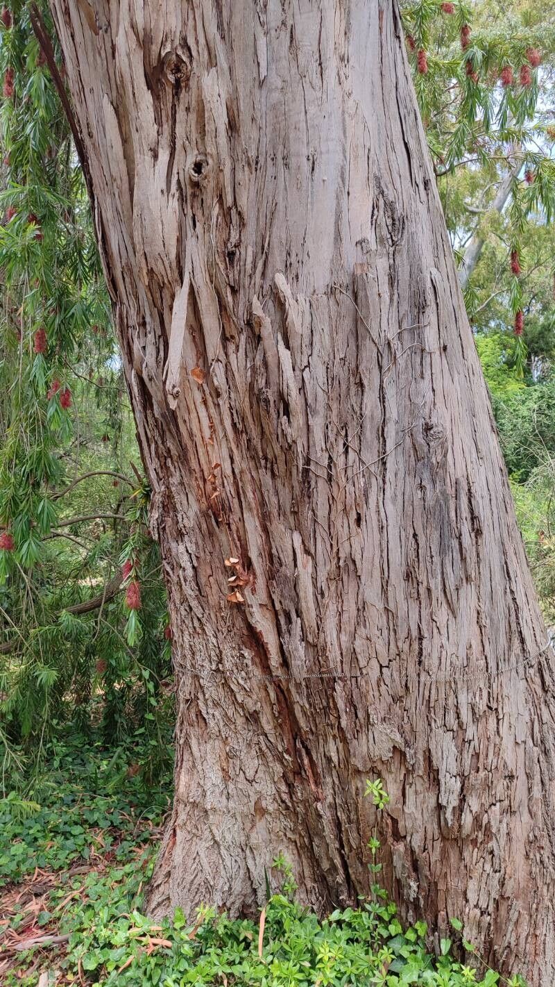 Eucalyptus kartzoffiana bark
