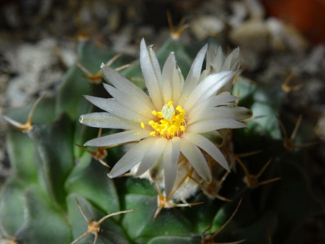 Obregonia denegrii flower