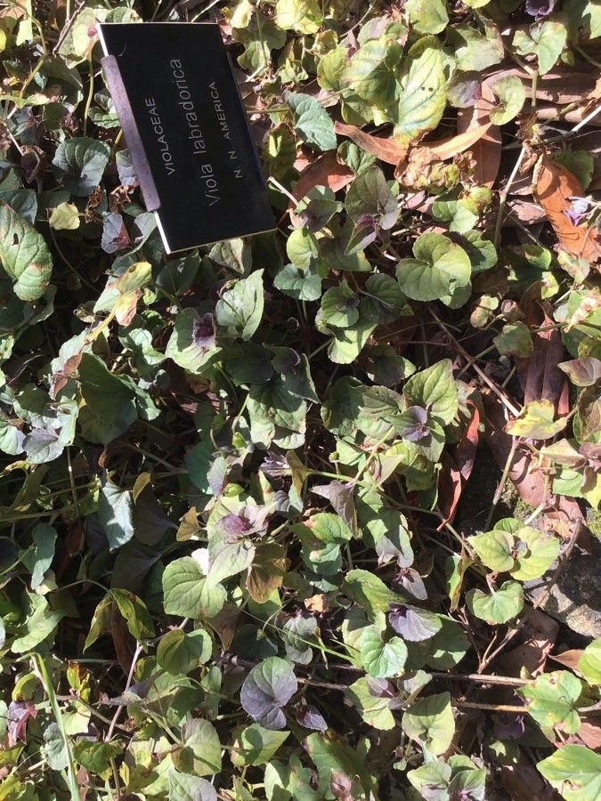 Viola labradorica — search result for 'Labrador'