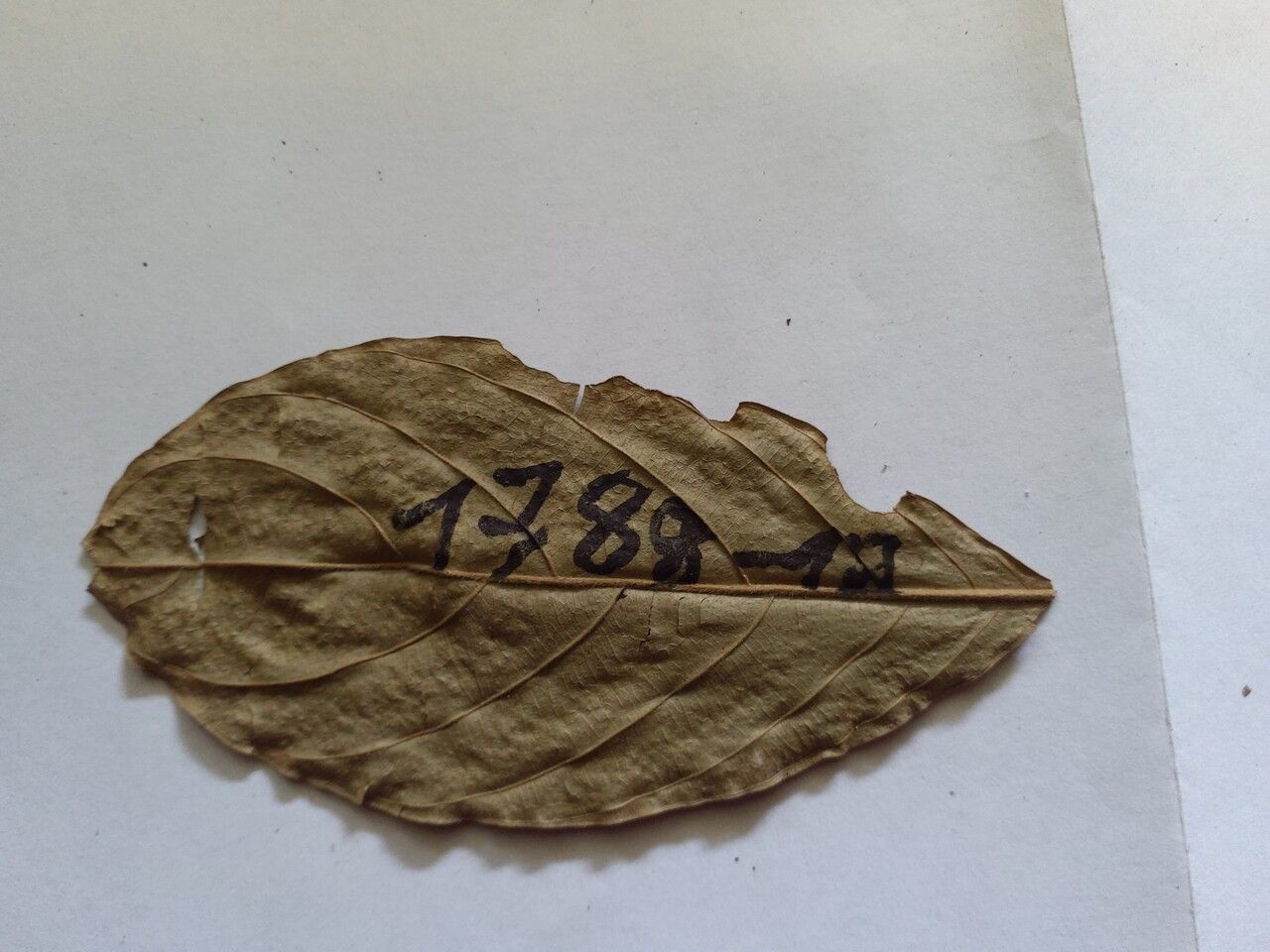 Guarea pubescens leaf