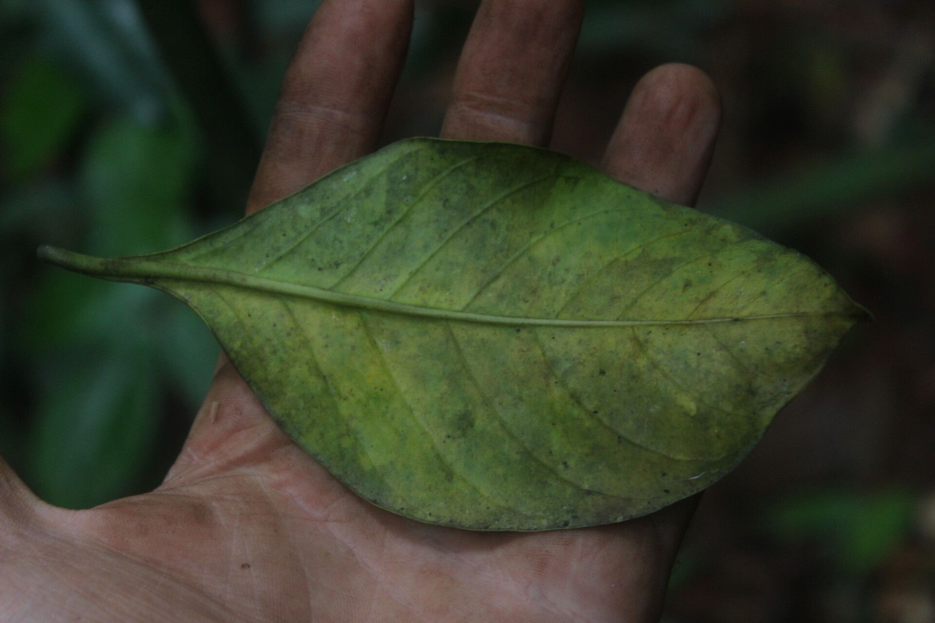 Vepris louisii leaf