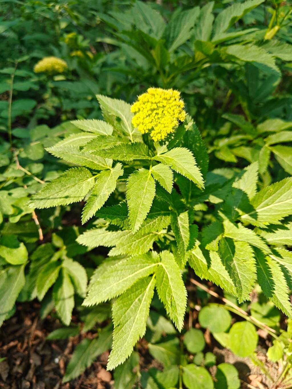 Angelica dawsonii — search result for 'Angelica'