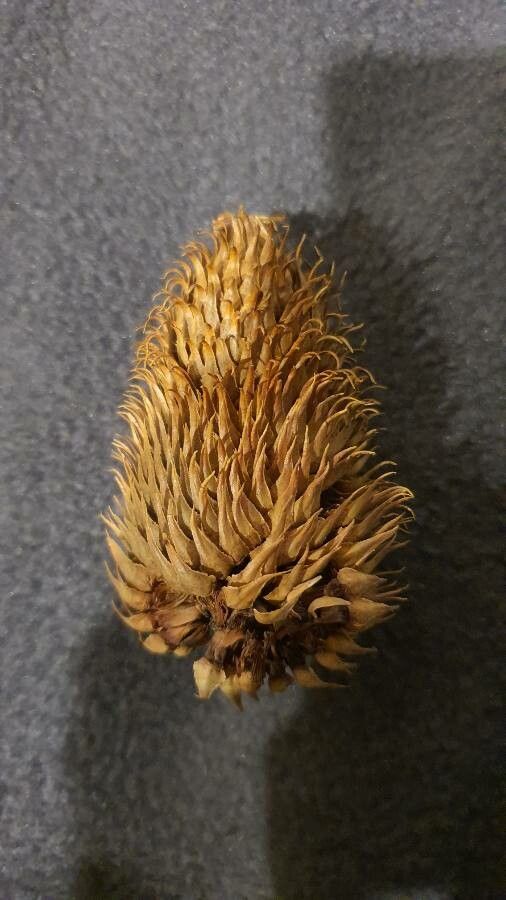 Araucaria schmidii fruit