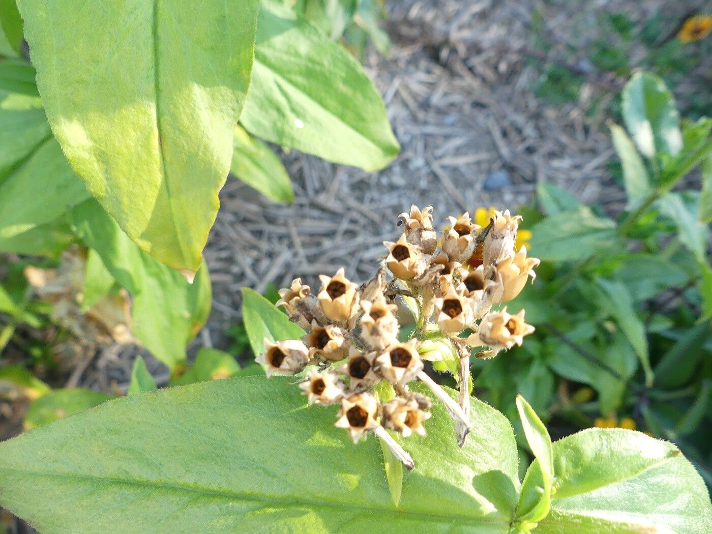 Lychnis chalcedonica fruit