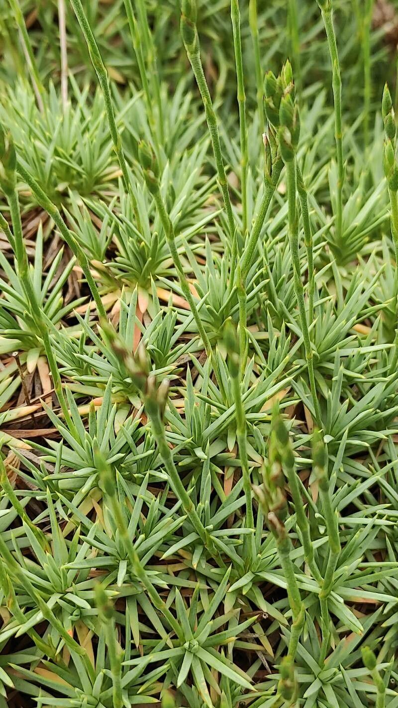 Acantholimon albanicum leaf