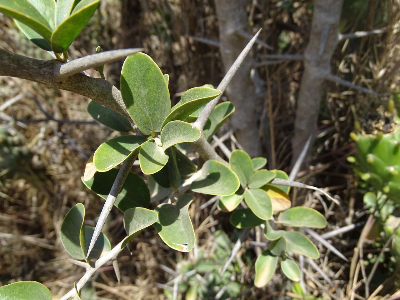 Ximenia americana — houseplant care guide