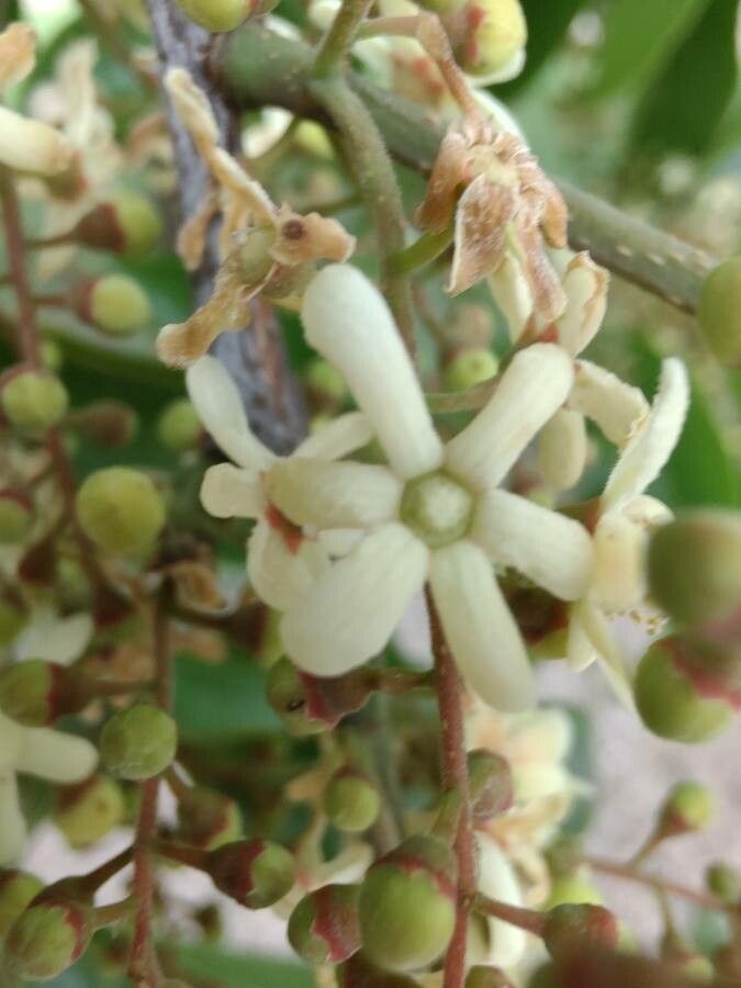 Nectandra membranacea flower