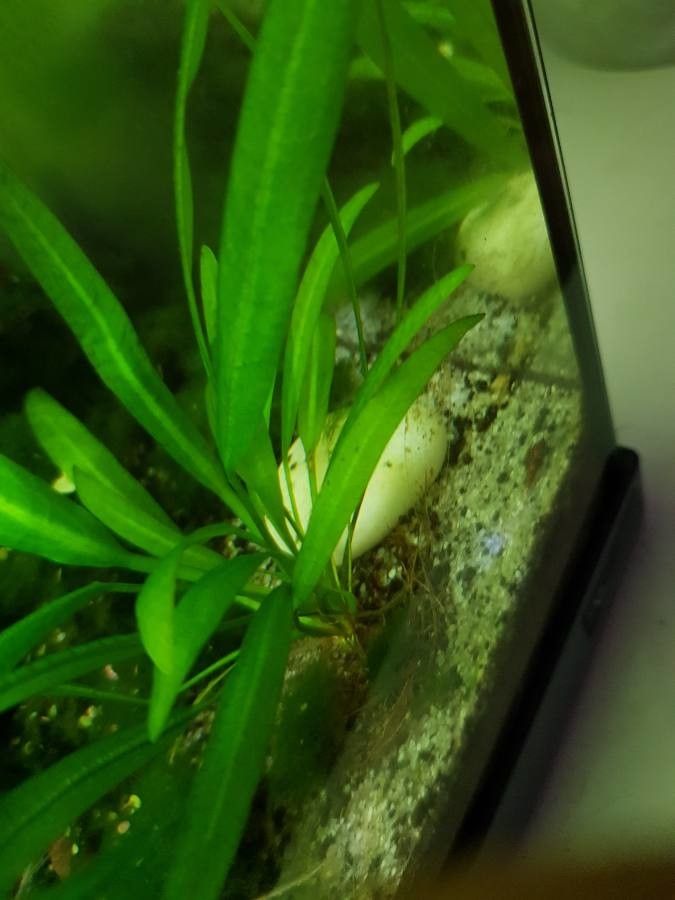 Echinodorus grisebachii leaf