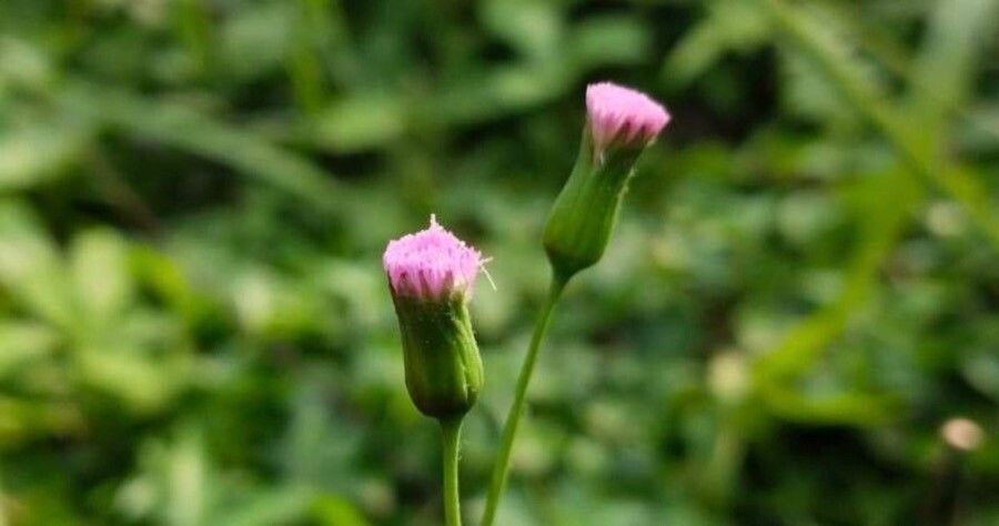 Emilia sonchifolia flower