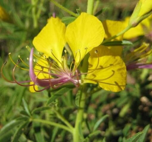 Cleome foliosa flower