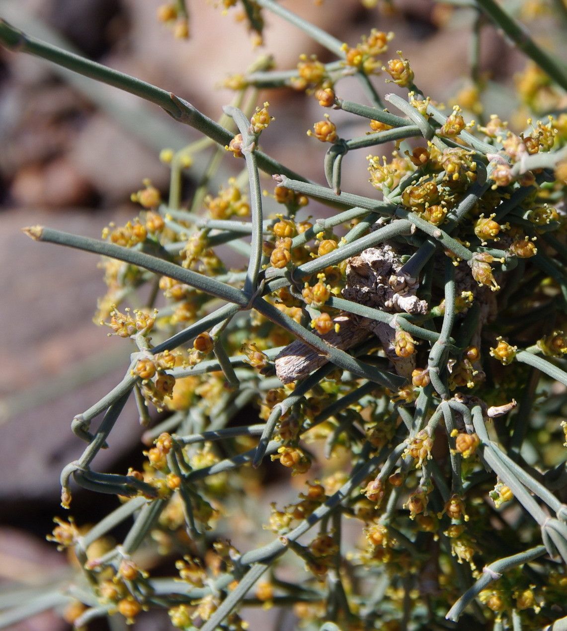 Randonia africana other