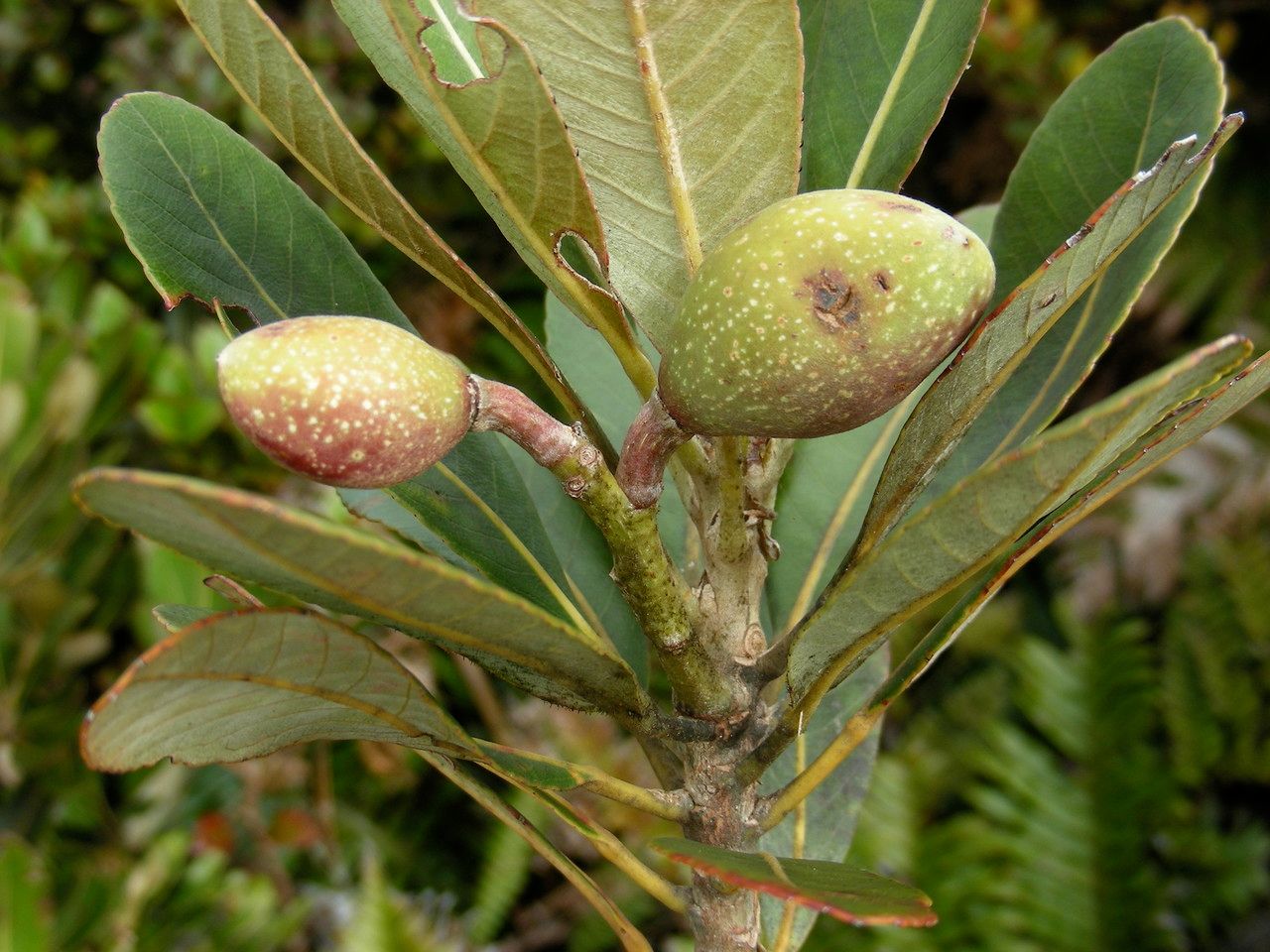 Elaeocarpus gordonii — houseplant care guide