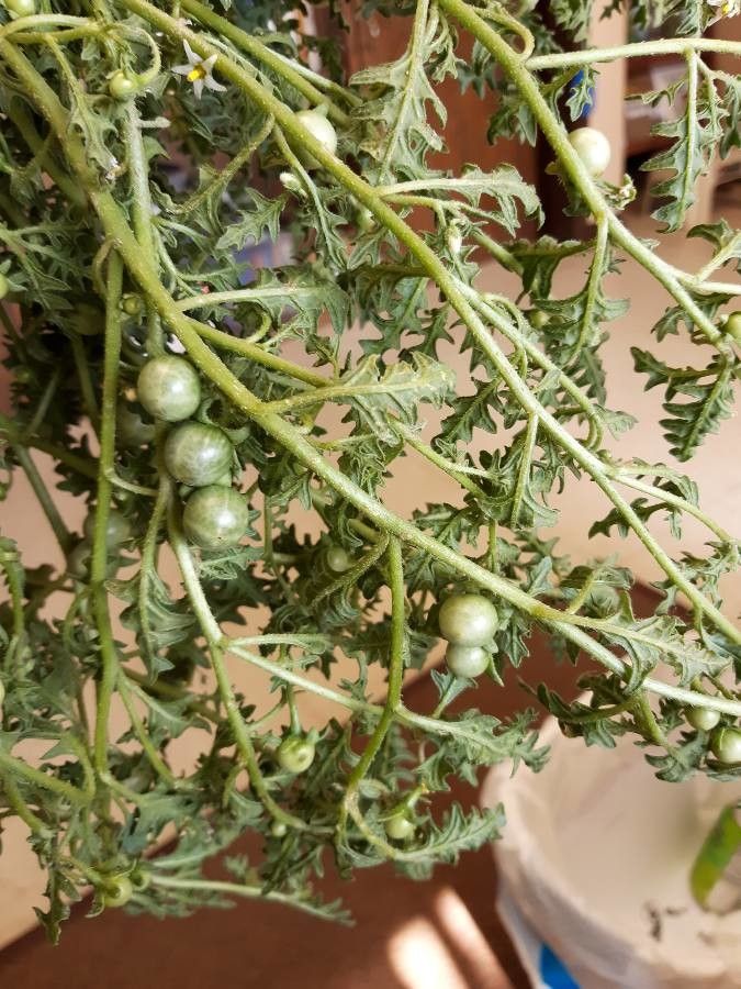 Solanum triflorum fruit