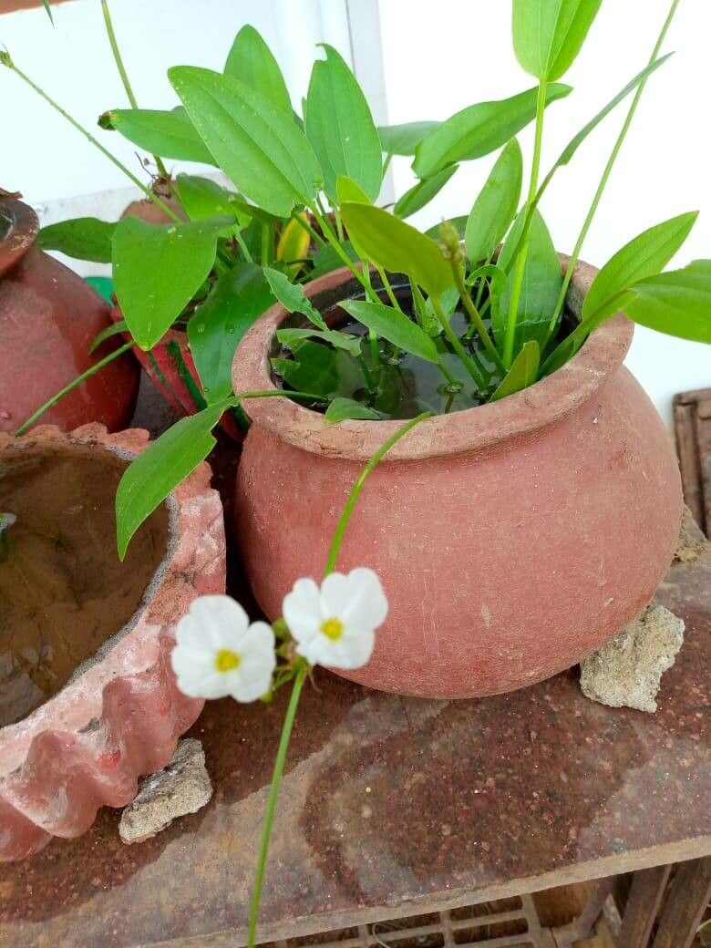 Aquarius palifolius leaf