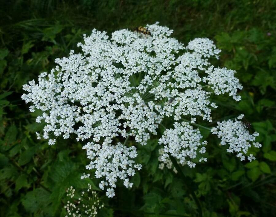 Peucedanum aegopodioides flower