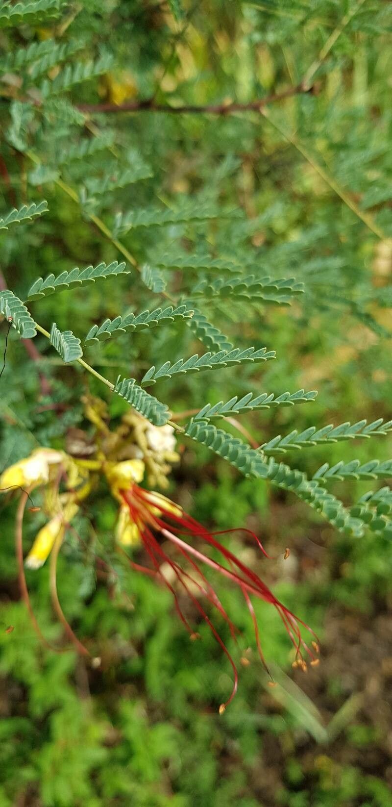 Caesalpinia gilliesii — difficulty easy houseplant