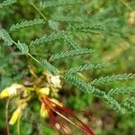 Caesalpinia gilliesii