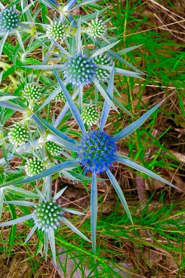Eryngium bourgatii flower