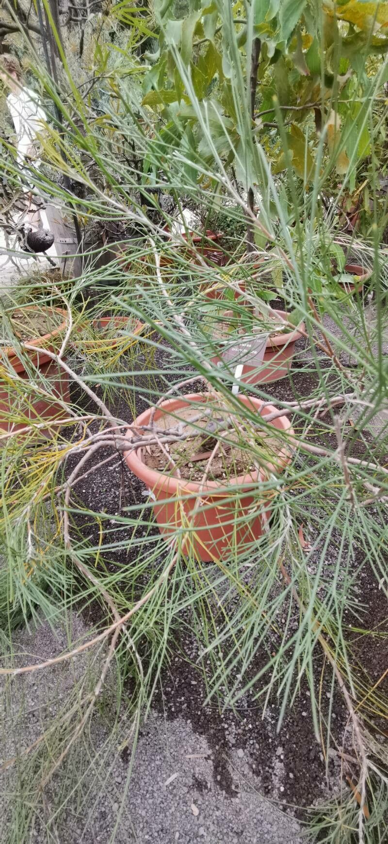 Hakea orthorrhyncha habit