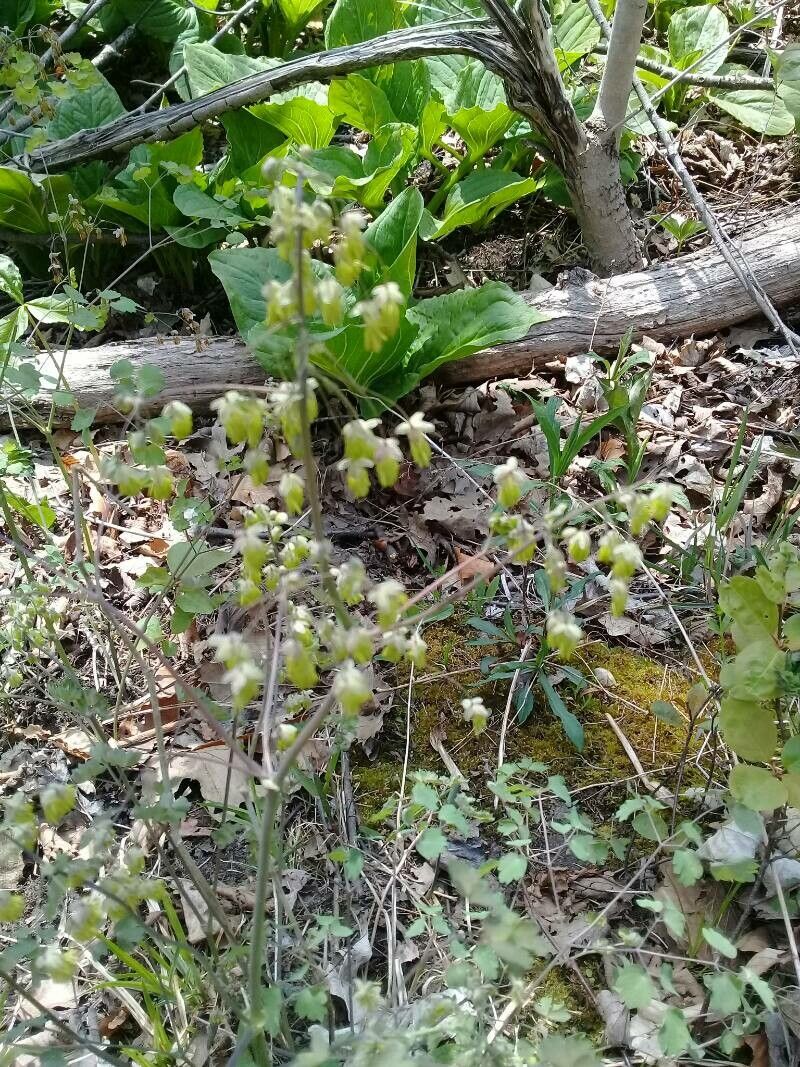 Thalictrum dioicum flower